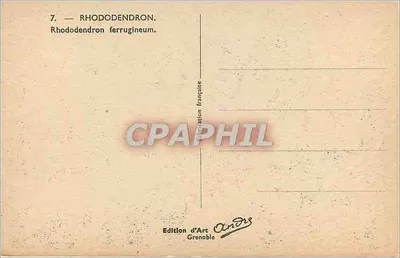 Rhododendron — Rhododendron ferrugineum — Art Edition Grenoble — Back