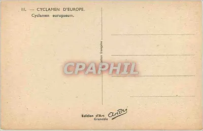 Cyclamen europejskie — Cyclamen europaeum — Édition d'Art Grenoble — Rewers