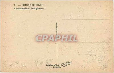 Rhododendron — Rhododendron ferrugineum — Edição de Arte Grenoble, n°7 — Verso