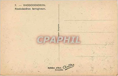 Rhododendro — Rhododendron ferrugineum — Edição de Arte Grenoble, n°7 — Verso