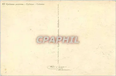 Cyclamen persicum — Impressão na Suíça — Gyger & Cie, Addleboden — Verso