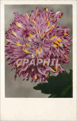 Crismântemo — flor com pétalas roxos e amarelos — Edições P.I. Haussonville