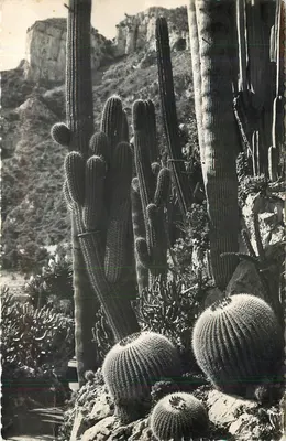 Jardim Exótico de Mônaco — Série S 321 — Echinocactus grusonii, Trichocereus pasacana, Neobuxbaumia polylopha