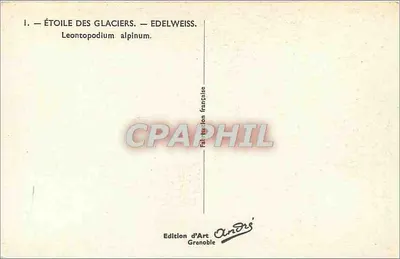 Gwiazda lodowców — Edelweiss — Leontopodium alpinum — Wydawnictwo Sztuki Grenoble — Rewers