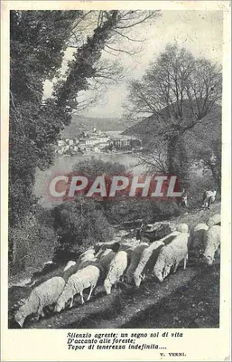 Paisagem com rebanho de ovelhas — V. VERNI — Editor E.L.R.S. Pordenone