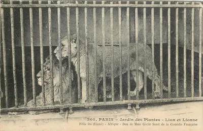 Bilhete postal antigo PARIS-Jardim das Plantas - leão e leoa