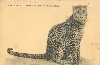 Paris - Jardim das Plantas - A Pantera