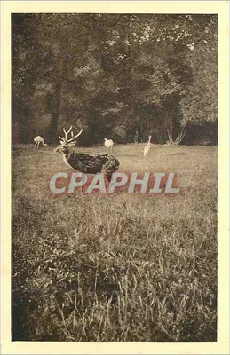 Cervo Pseudaxis — Parque Zoológico de Clères (Sul-Inf.) — BRAUN & Cie, Mulhouse-Dornach
