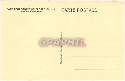 Antylopa Cervicapra — ZOO w Clères (S.-Inf.) — BRAUN & Cie, Drukarnia Mulhouse-Dornach — Rewers