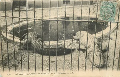 LYON — Le Parc de la Tête d'Or — Les Caïmans — LL. — N° 176