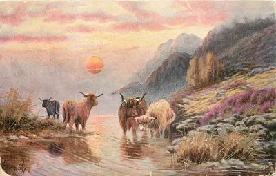 Bois Highlanders — Paisagem ao pôr do sol — Tuck & Sons, n° 9245