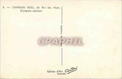 Chardon Azul, chamado Rei das Alpes — Eryngium alpinum — Edição de Arte André, Grenoble — Verso