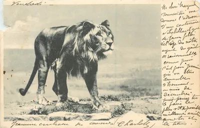 Bilhete postal antigo Leão