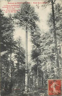 Ao redor de PONTARLIER — Floresta da JOUX — Pinheiro PRÉSIDENT — Foto Pluvinage