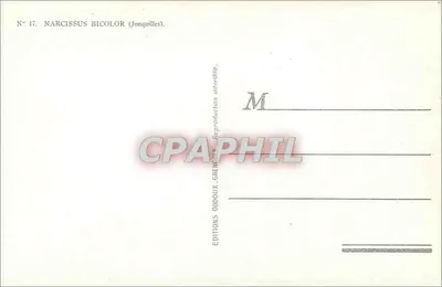 Jonquile — Narcissus bicolor — Wydawnictwo Odjouxs, n° 17 — Rewers