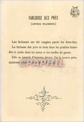 Farlouse des prés — (Anthus pratensis) — Wydawca nie widoczny — Rewers