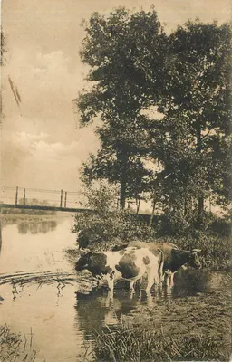 Vacas perto de um curso d'água — fundo com ponte — série True Knight, n° 1022