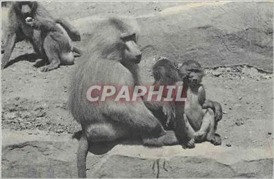 Uma família de Macacos Hamadryas — Museu Nacional de História Natural, Parque Zoológico do Bois de Vincennes, Paris — Photo Frères
