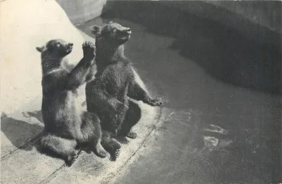 Um casal de ursos pardos — Museu Nacional de História Natural, Parque Zoológico do Bois de Vincennes, Paris — n° 219