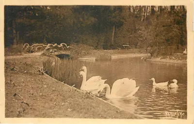 Luçon - Jardin Dumaine — editor Raymond Bergevin, n° 101093