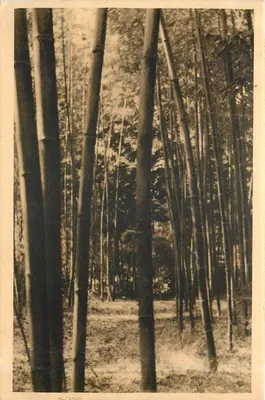 Floresta de bambus — Domínio de Prafrance — editor Prafrance