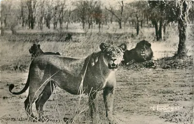 Leões e leonas na floresta — Hooar-gui