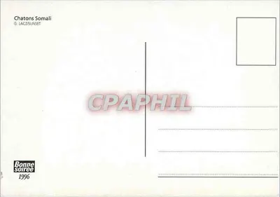 Dwa kocięta somali — wydawnictwo Bonne Soirée — n° 1996 — Rewers