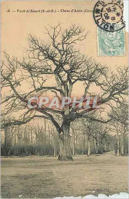 Floresta de Sénart (S.-et-O.) — Carvalho de Antin (Circocirconscrição 78) — Gaubot, edição 1907