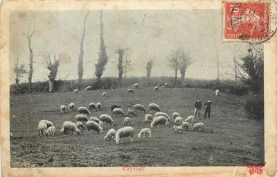 Paisagem — Ovelhas em um campo — S. 19, editor desconhecido