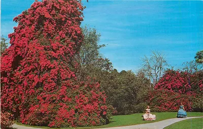 Bougainvillea — Cypress Gardens, Florida — Carta Postal Colorida por William Press, Inc., West Nyack, N.Y.