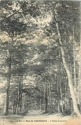 Bois de GROSBOIS — A Avenida Coberta — M. Mulard, editor, Yerres, n° 126 bis