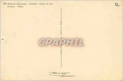 Flores de batata-doce — Solanum tuberosum — editor Adalhoven, n° 833 — Verso