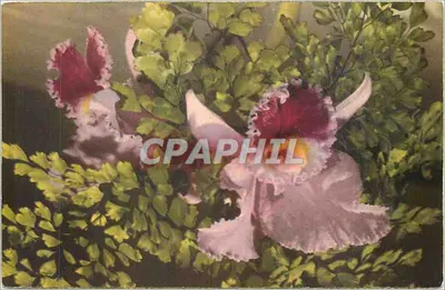 Orquídea — flores rosas e púrpura — Edições R.R.M. Paris