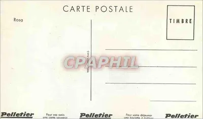 Roses jaunes — avec nœud bleu — Pelletier, Paris — Verso