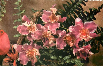 Orquídeas rosas — composição floral — Photocolor (nº 125)