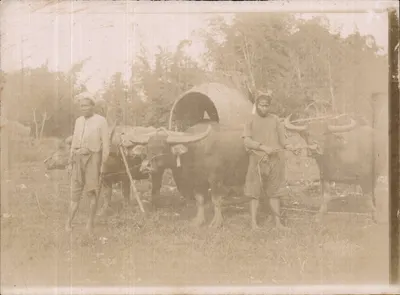 Dois homens com búfalos e um carrinho — Indonésia — cerca de 1901