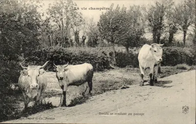 Bovinos se dirigindo ao pasto — A vida campestre — Fotografia Dugas e Cie, Nantes