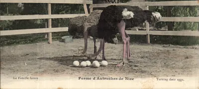 Fazenda de Avestruz de Nice — Avestrizes virando seus ovos — edição não identificada