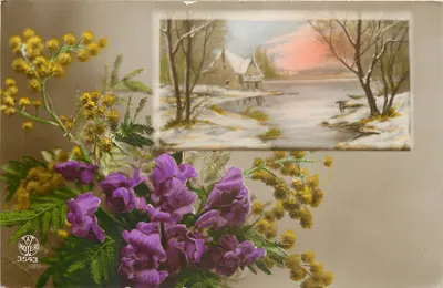 Flores de mimosa e violetas — paisagem invernal — editor N. HÖLTER, n° 3543