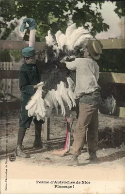 Ostrich Farm von Nice — Plumage! — Verlag: Promenade des Anglais