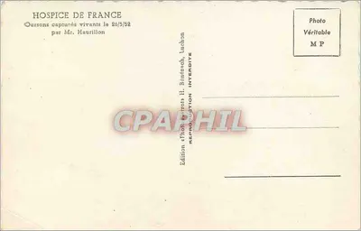 Dwa niedźwiedzie złapane żywe — Szpital Francuski — Wydawnictwo H. Bénézech, Luchon — Rewers
