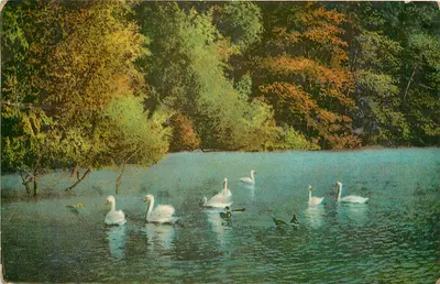 Lago com cisnes — Outono — n° 522