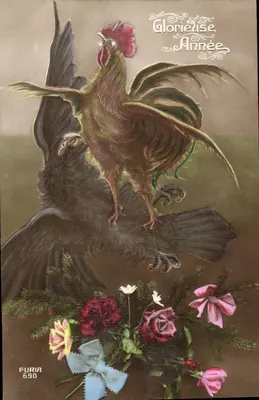 Galo dominando um corvo — Parabéns — Furia 690