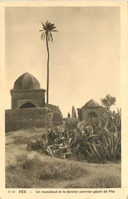 Fès — Um marabout e o último palmeiro gigante de Fès — M 81