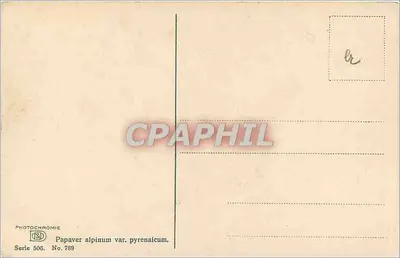 Papaver alpinum var. pyrenaicum — flores amarelas na borda de um curso d'água — Photochromie, série 506, n° 789 — Verso