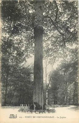 Floresta de Fontainebleau — O Jupiter — SIRP, n° 103