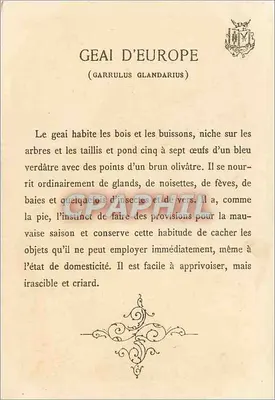 Europese gierzwaluw — (Garrulus glandarius) — Grantly Leaue — Achterkant