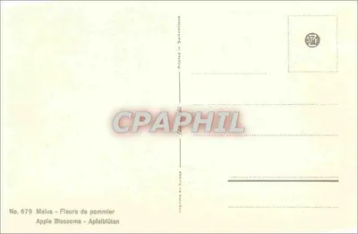 Flores de pereira — Malus — n° 679 — Verso