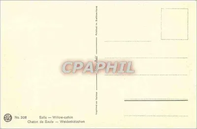 Chaton de salgueiro — Salix — Catkin de salgueiro — No. 208 — Verso