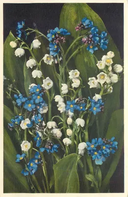 Myosotis e Convallaria majalis — Myosotis e Convallaria majalis — Impresso na Suíça